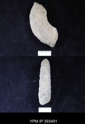 undet. Collignoniceratidae