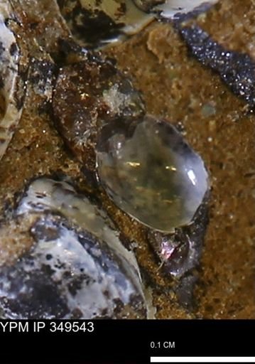 undet. Gastropoda