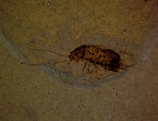 undet. Blattodea