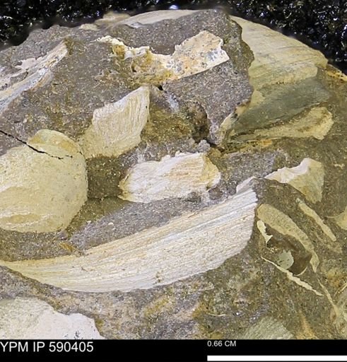 Protocardia?
