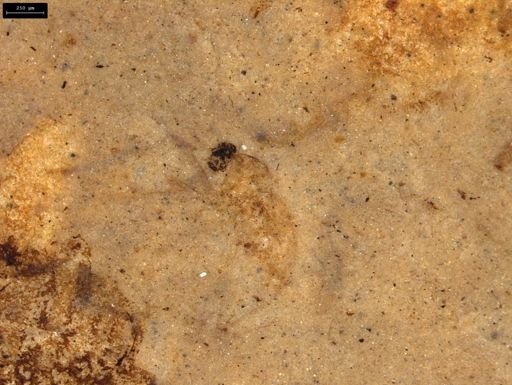 undet. Diptera