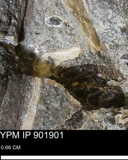 undet. Mollusca