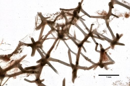 Callyspongia laboreli