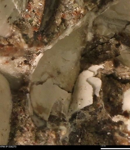 Corbulamella gregaria