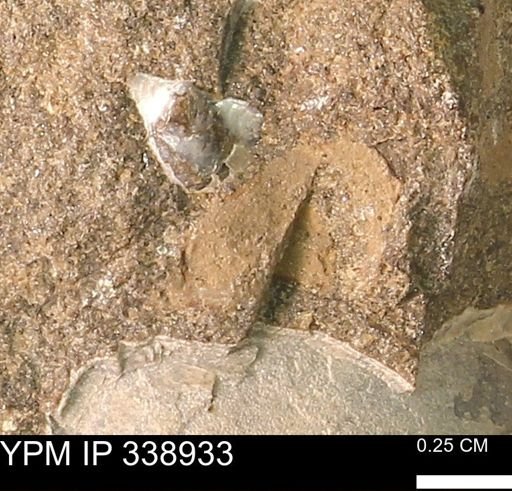 undet. Mollusca