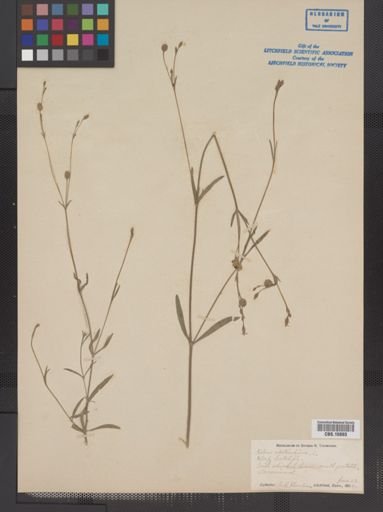 Plantae