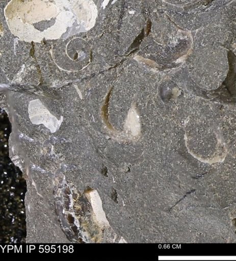 undet. Bivalvia