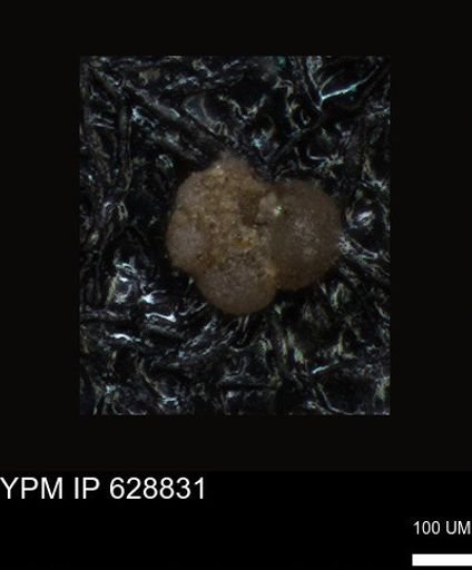 undet. Foraminiferida