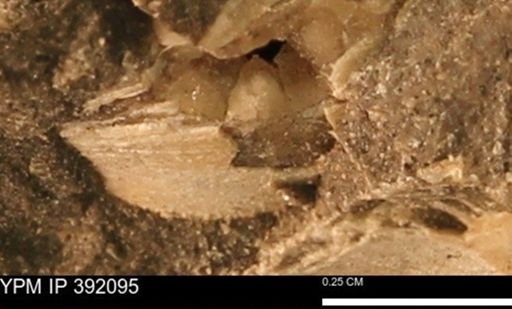 Protocardia sp.