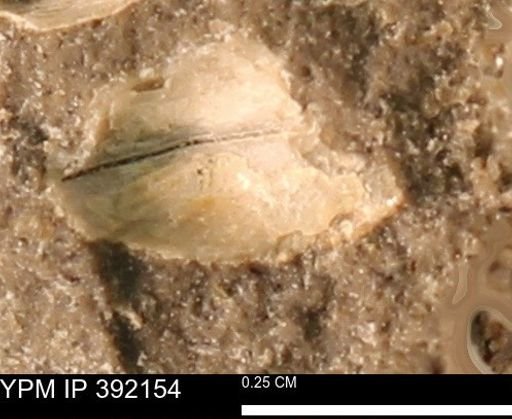 Protocardia sp.