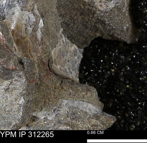 Phelopteria linguaeformis