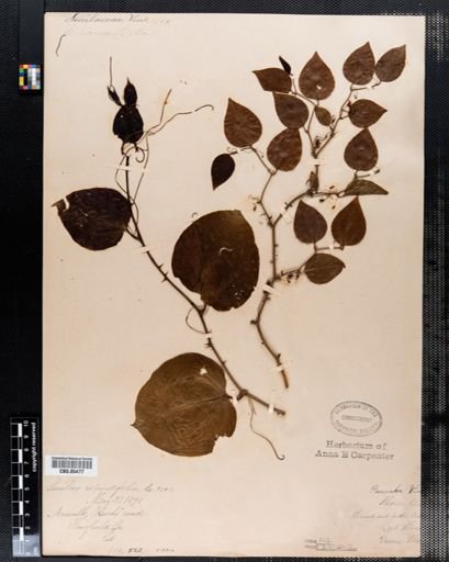 Smilax rotundifolia