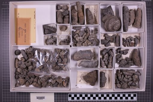 mixed taxa, stratigraphic collection