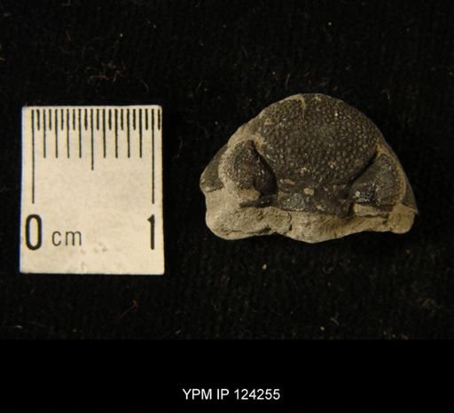Phacops rana