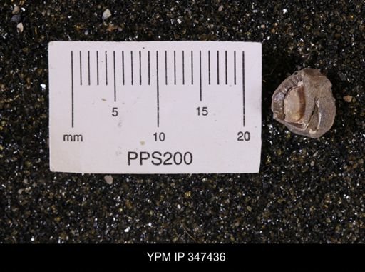 Limopsis striatopunctatus