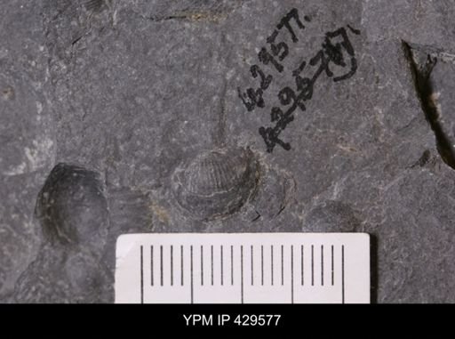 Devonochonetes