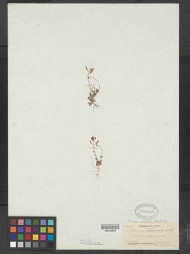 Draba reptans