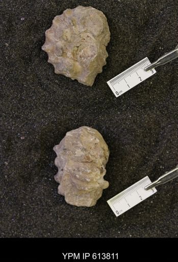 Neogastroplites sp.