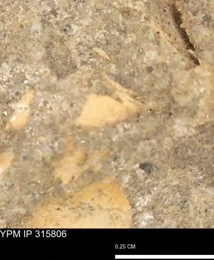 undet. Mollusca