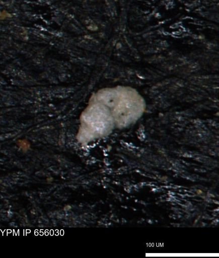 Bimonilina variana