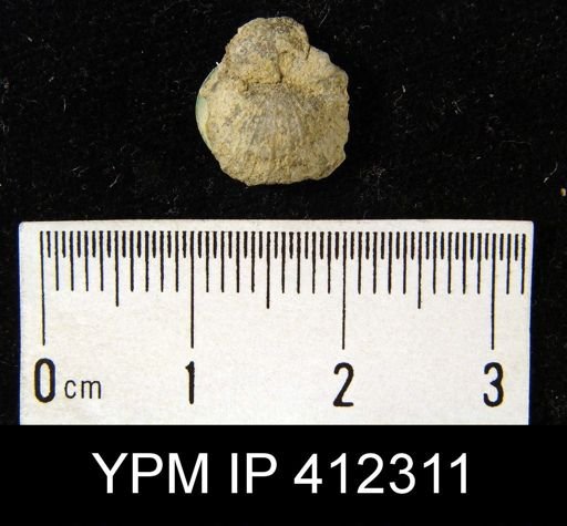undet. Chonetoidea