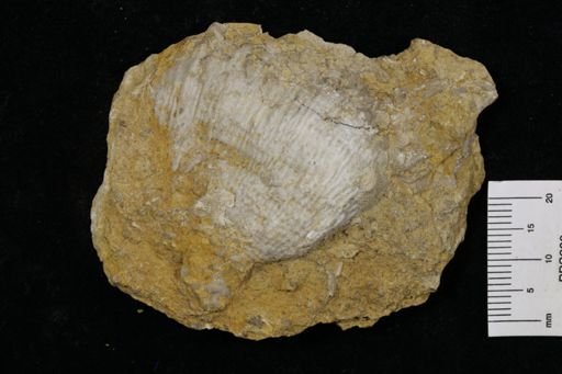 Poikilosakos petaloides
