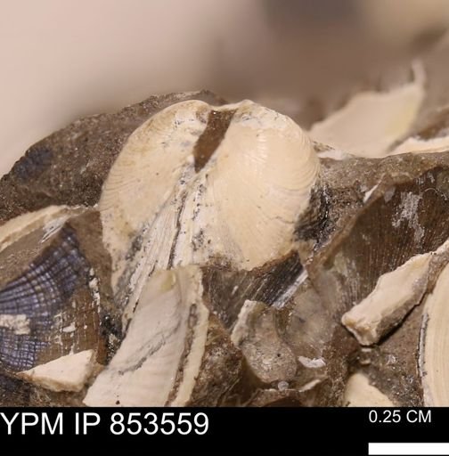 Limopsis striatopunctatus