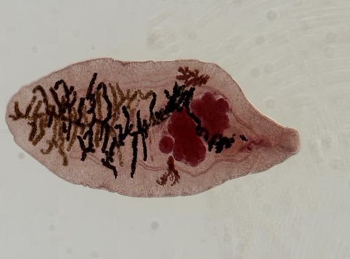 Dicrocoelium dendriticum