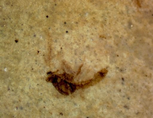 undet. Hexapoda