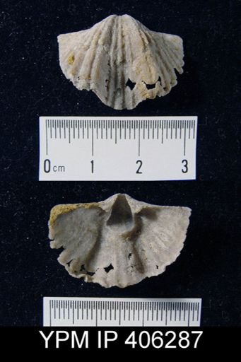 Platystrophia sp.
