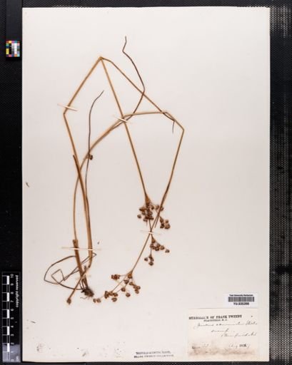 Juncus acuminatus