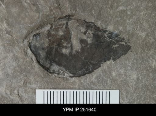 undet. Eurypterida
