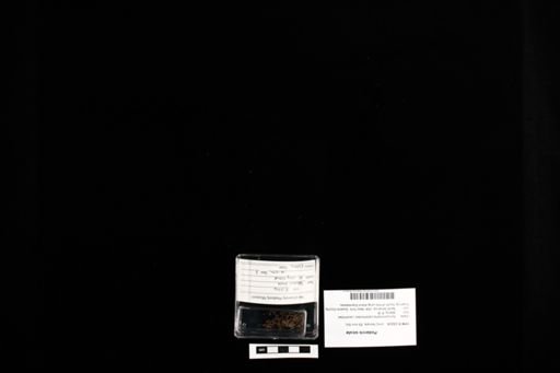 Podarcis sicula