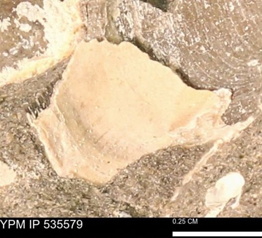 Protocardia subquadrata