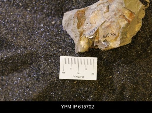 undet. Bivalvia