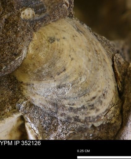 Limopsis striatopunctatus