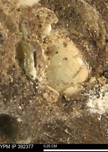 Protocardia subquadrata