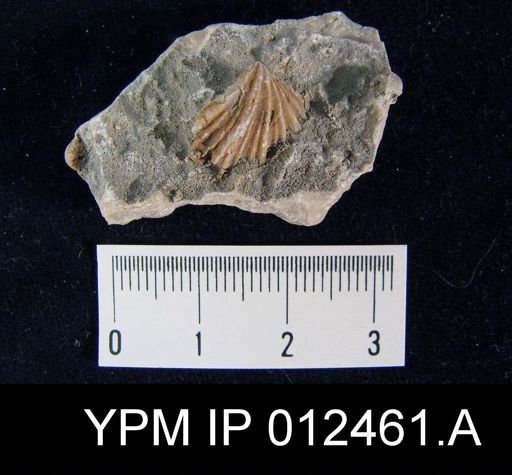 Neospirifer pseudocameratus