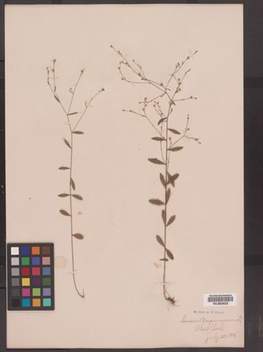 Linum virginianum