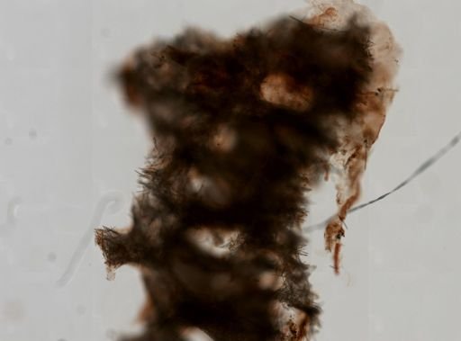 Amphimedon cf. compressa