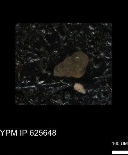 undet. Heterohelicidae