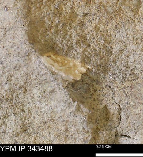 undet. Mollusca