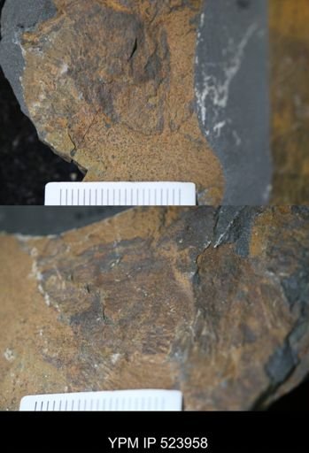Aegirocassis?