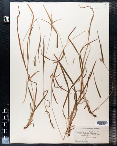 Carex grisea