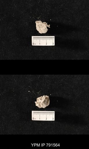 undet. Bryozoa