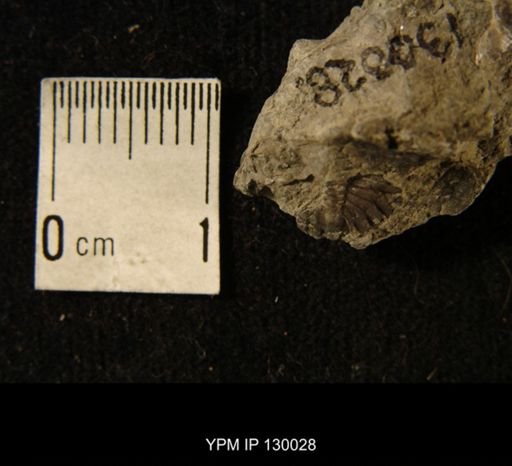Greenops sp.