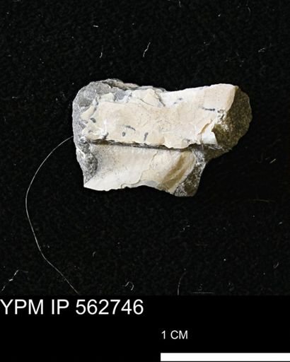 Phelopteria linguaeformis