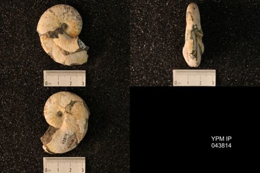 Hoploscaphites nicolletii