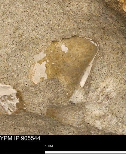 undet. Mollusca