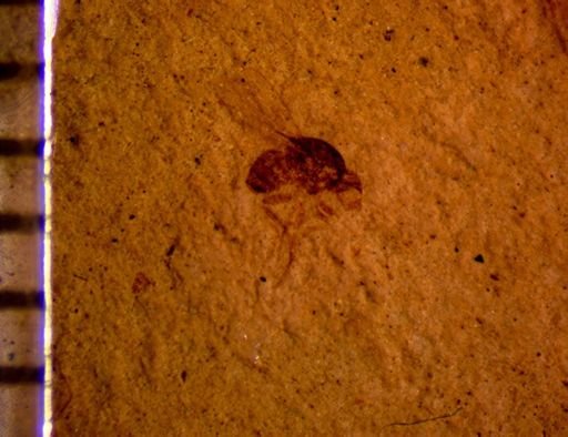 undet. Brachycera